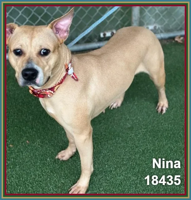 Nina thumbnail 4