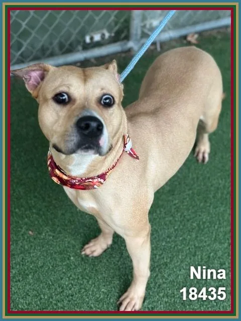 Nina thumbnail 5