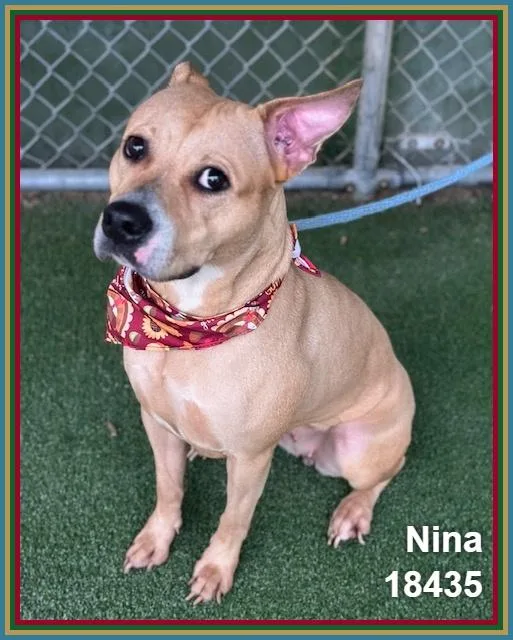 Nina thumbnail 6