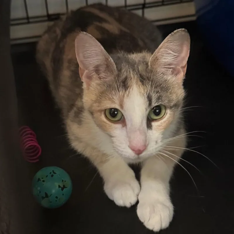 A baby medium-sized female Domestic Short Hair cat named Bree for adoption in Saginaw, MI