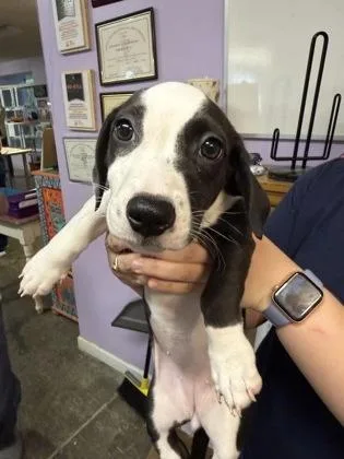 A baby small-sized female Mixed Breed dog named Wilma for adoption in West Chester, PA