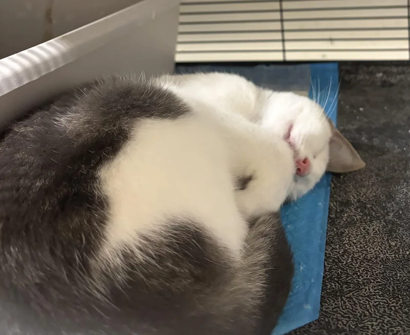 A baby medium-sized male Domestic Short Hair cat named Gobi for adoption in York, PA