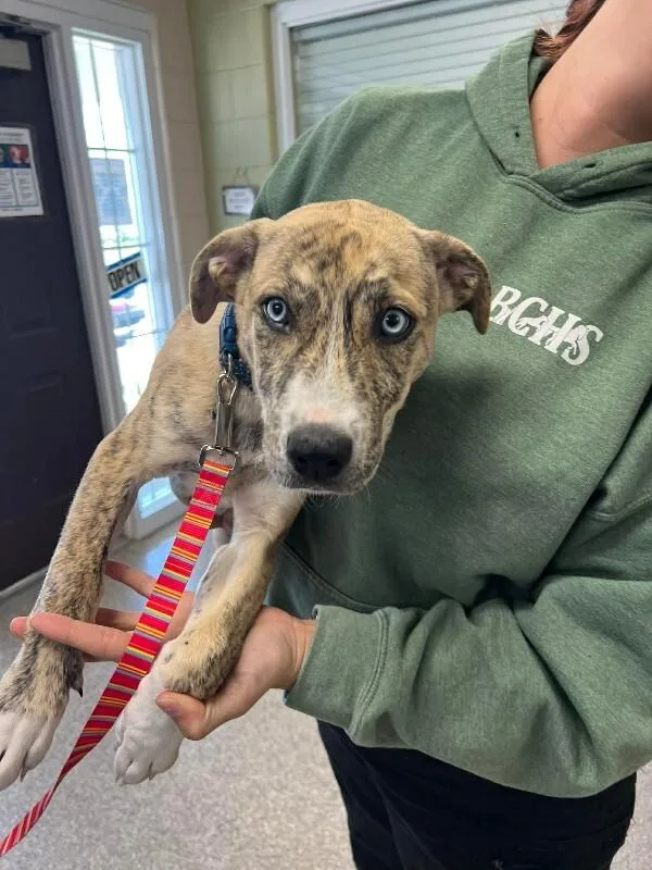 A baby medium-sized female Apricot / Beige Husky dog named Reagan for adoption in Georgetown, OH