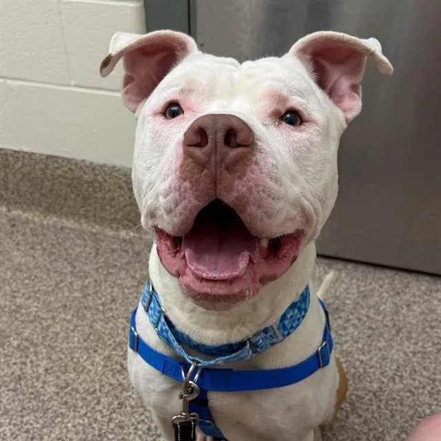 A young large-sized male Pit Bull Terrier dog named Moo for adoption in Centerville, MA