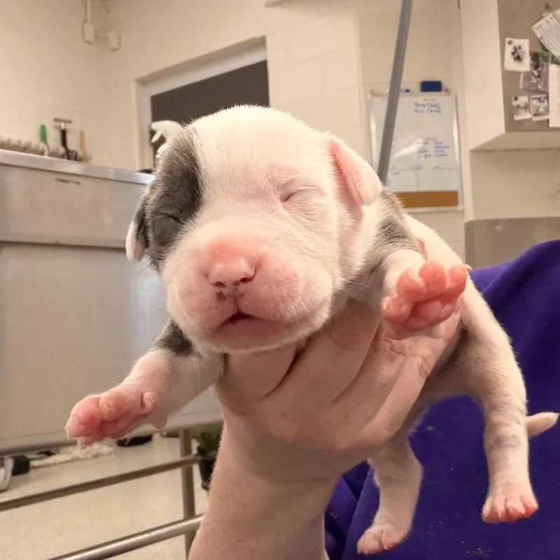 A baby small-sized male Gray / Blue / Silver Pit Bull Terrier dog named Colonel for adoption in Indianapolis, IN