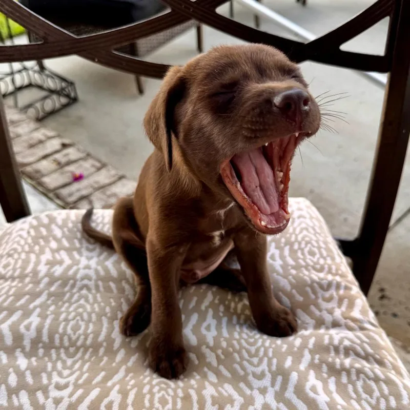 A baby medium-sized female Brown / Chocolate Chocolate Labrador Retriever dog named Copper for adoption in Cordova, TN
