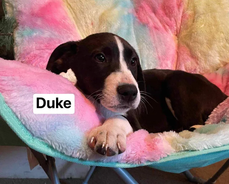 A baby medium-sized male Mixed Breed dog named Duke for adoption in Ridgefield, CT