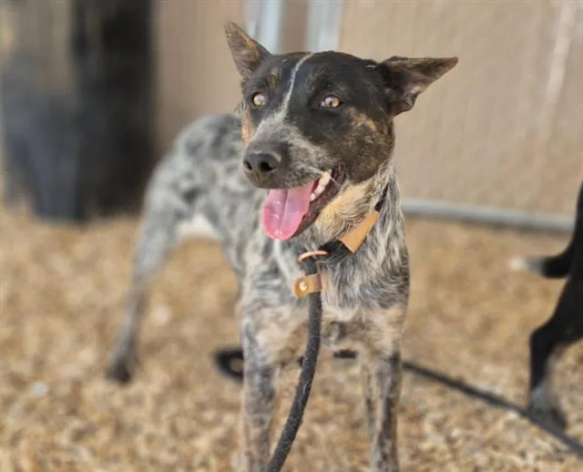 A young small-sized female Australian Cattle Dog / Blue Heeler dog named Bug for adoption in Albuquerque, NM