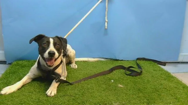 An adult medium-sized male Terrier dog named Oreo for adoption in Gardena, CA