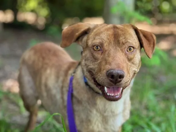 An adult medium-sized male Pit Bull Terrier dog named Rigatoni for adoption in Portland, OR