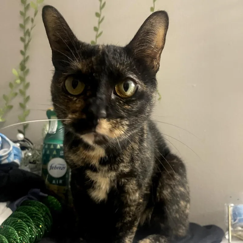 Macchiato thumbnail 2