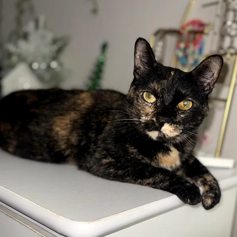 Macchiato thumbnail 3