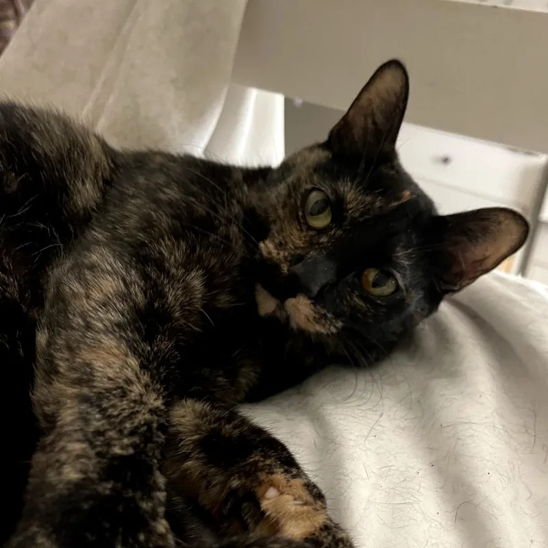 Macchiato thumbnail 4