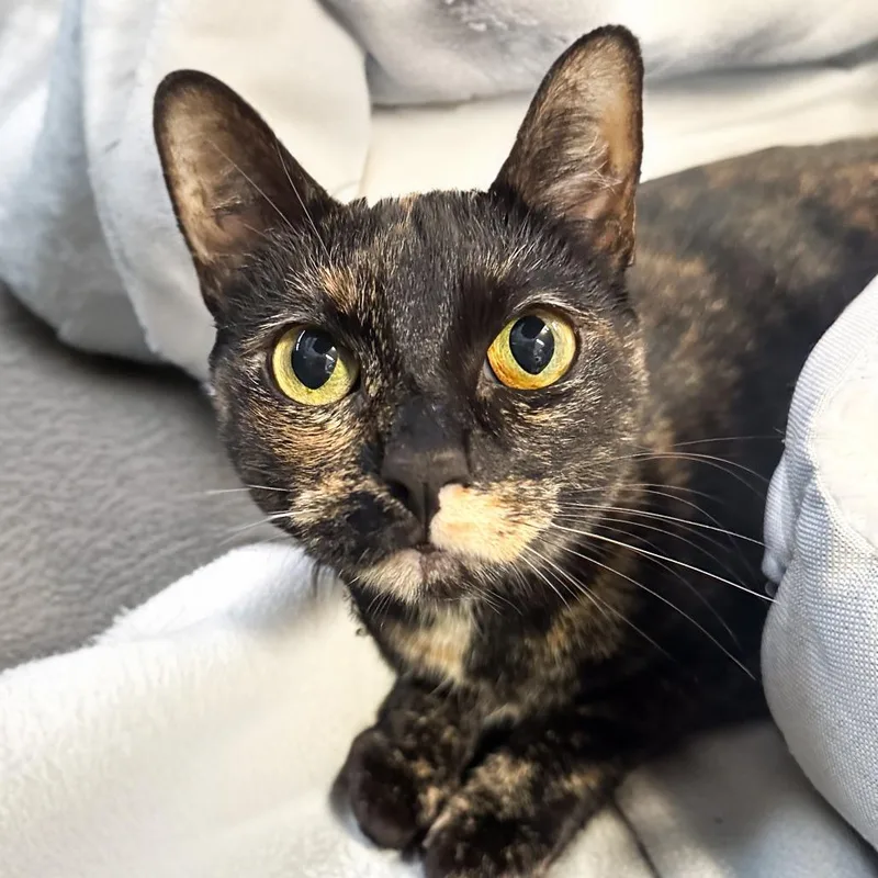 Macchiato thumbnail 5