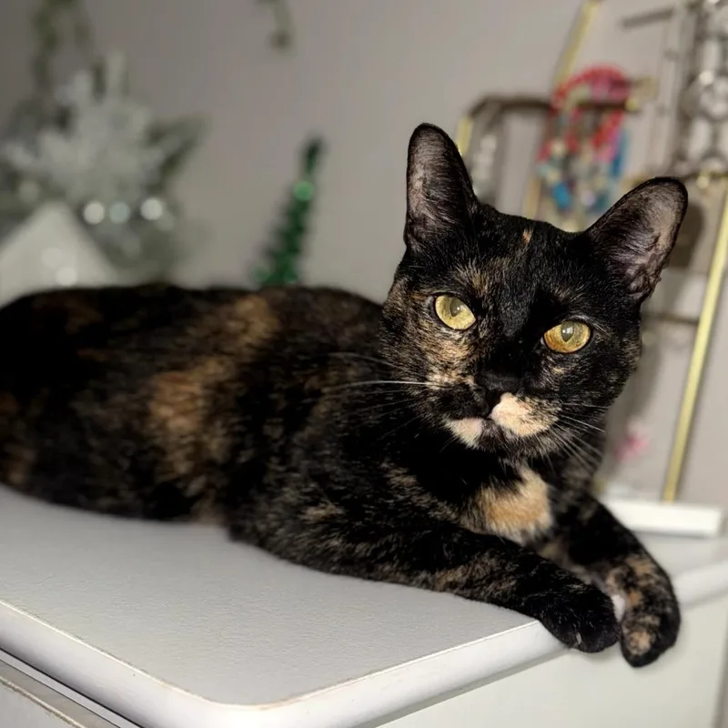 Macchiato thumbnail 6