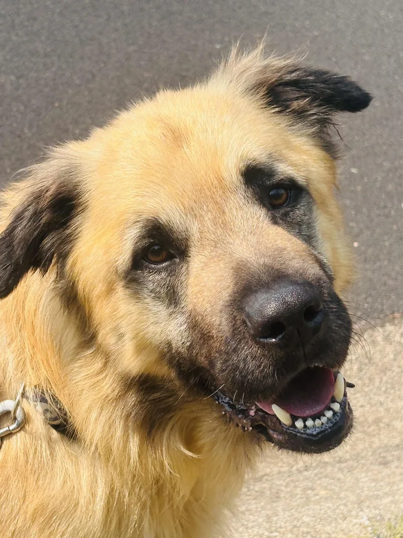 A young large-sized male Golden Anatolian Shepherd dog named Sully for adoption in Waldport, OR