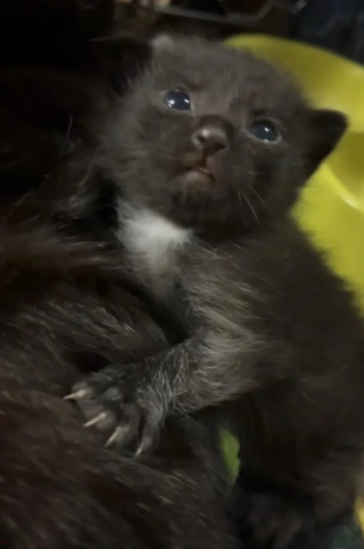 A baby small-sized male Domestic Short Hair cat named Mj for adoption in Dixon, CA