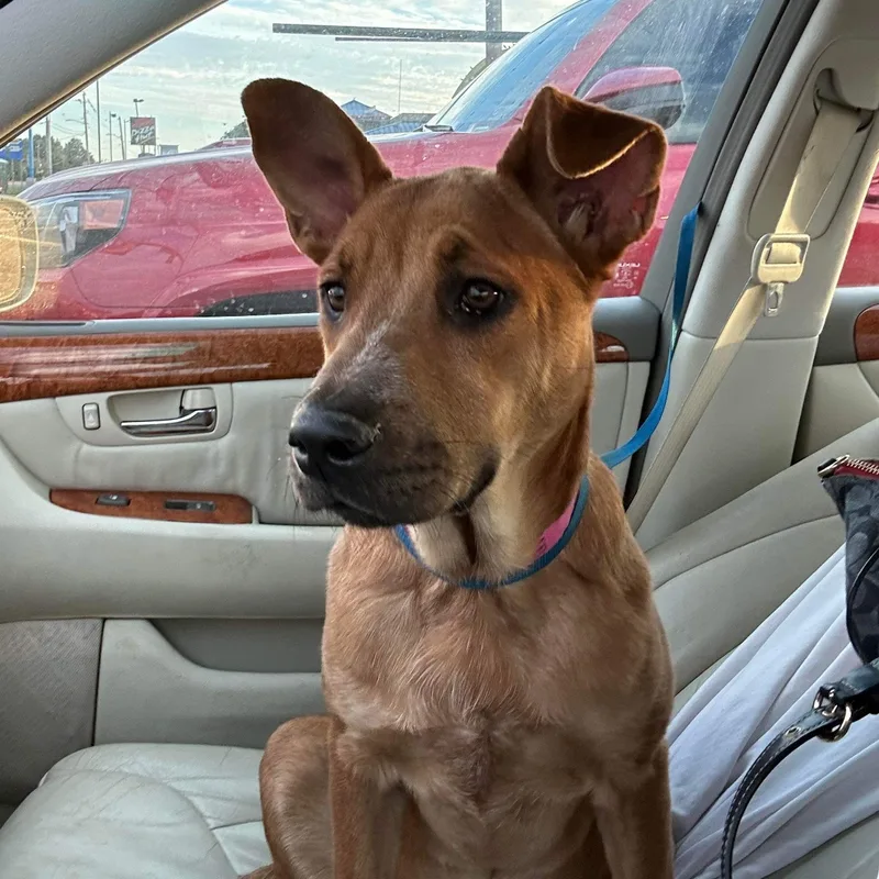 A young medium-sized female Brown / Chocolate Carolina Dog dog named Aashi for adoption in Bixby, OK