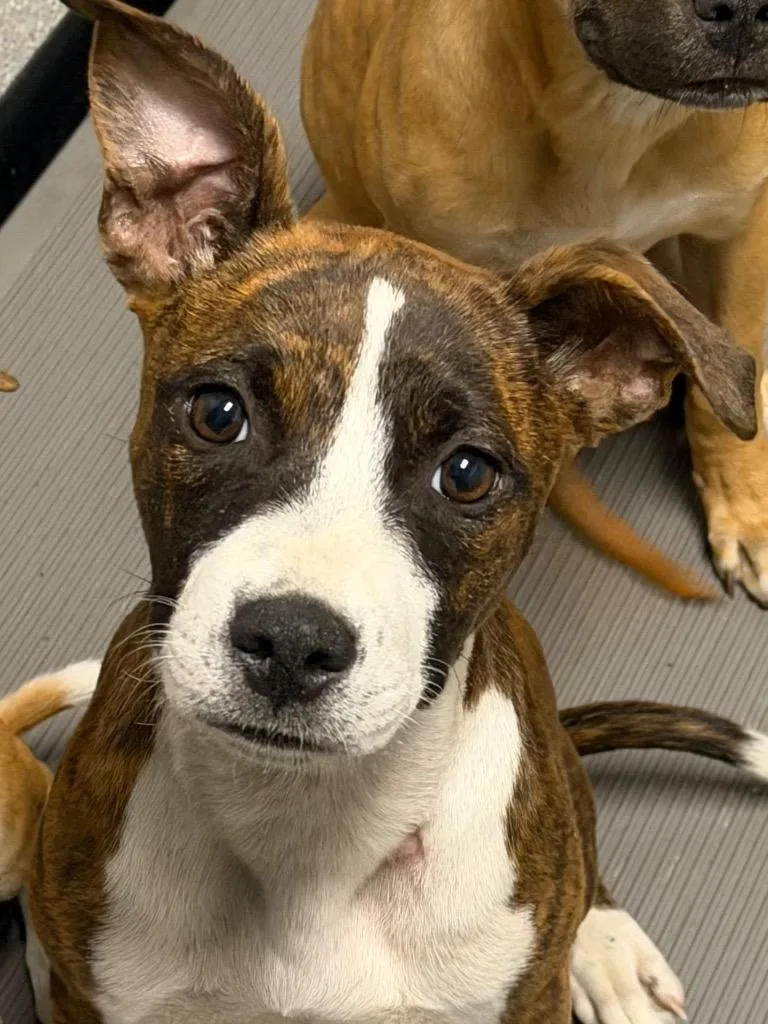 A baby large-sized female Mixed Breed dog named Nora for adoption in Henderson, NC