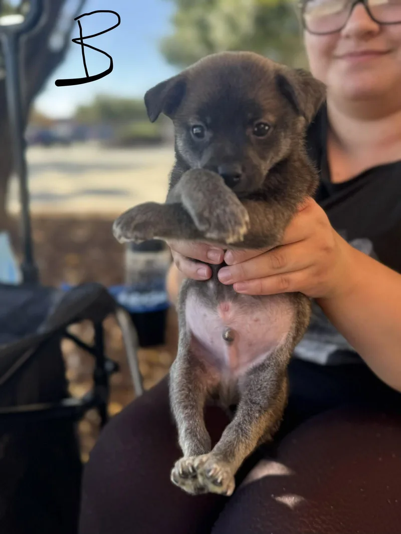 A baby medium-sized male Mixed Breed dog named Binx for adoption in Holly Springs, NC