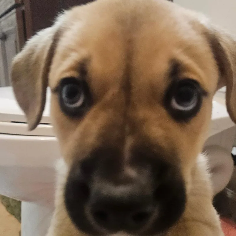 A baby small-sized male Yellow / Tan / Blond / Fawn Mixed Breed dog named Mr. Carter for adoption in Flagstaff, AZ