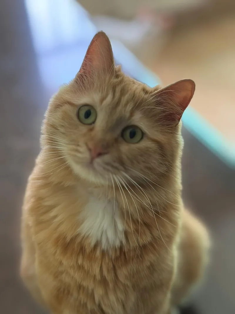 Lily  The Gorgeous thumbnail 2