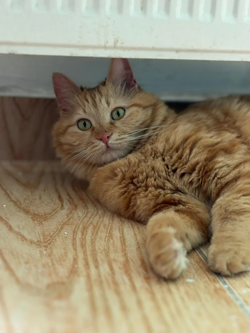 An adult medium-sized female Orange / Red Domestic Long Hair cat named Lily  The Gorgeous for adoption in Somerset, NJ