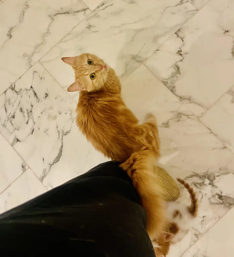 Lily  The Gorgeous thumbnail 4