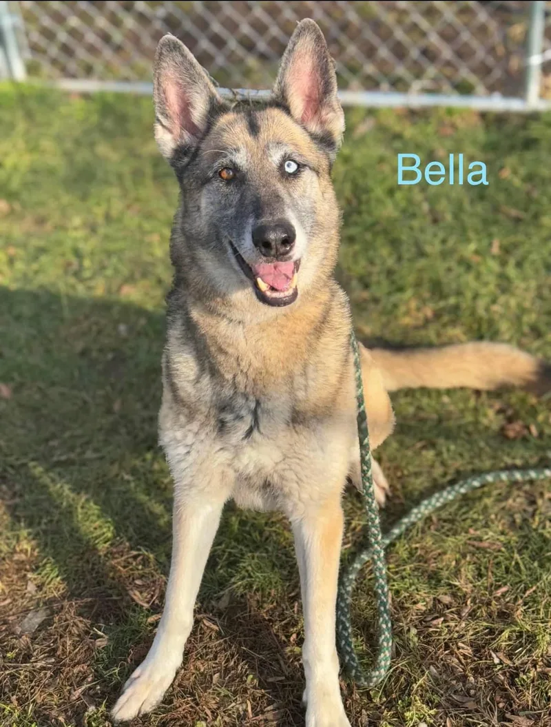A senior large-sized female German Shepherd Dog dog named Hawkeye & Bella for adoption in Plainfield, IN