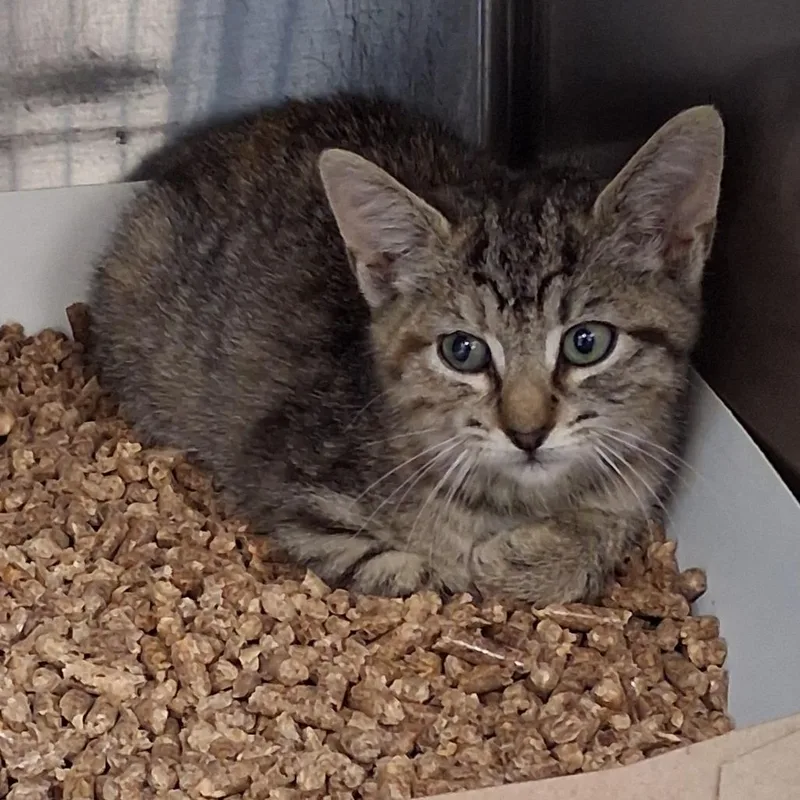 A baby small-sized female Domestic Short Hair cat named Autumn for adoption in Newark, NJ
