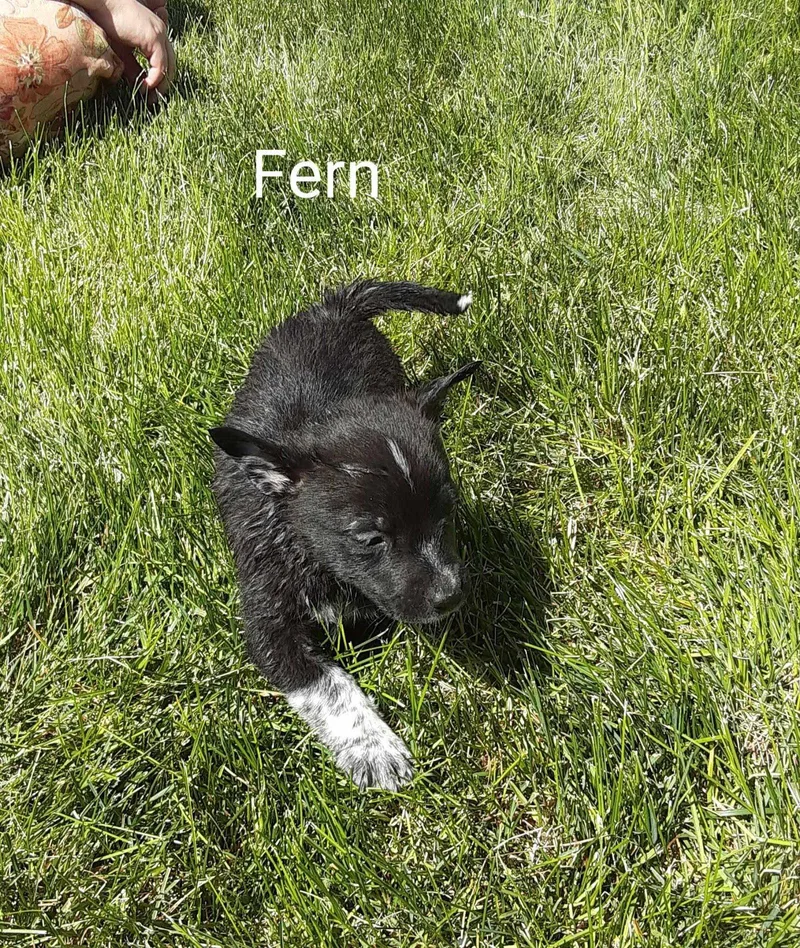 Fern