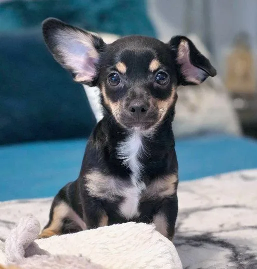 A baby small-sized female Chihuahua dog named Mavi for adoption in Anaheim Hills, CA