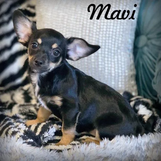 Mavi thumbnail 2
