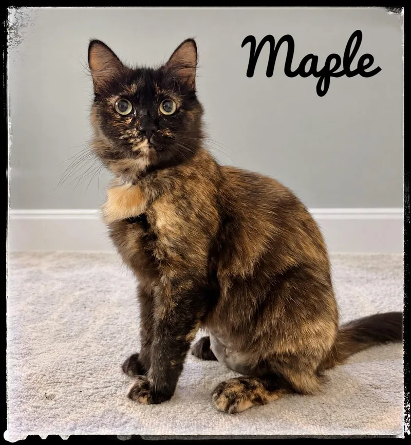 An adult medium-sized female Domestic Medium Hair cat named Maple for adoption in El Cajon, CA