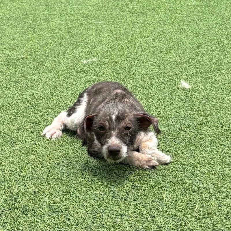 Scrappy
