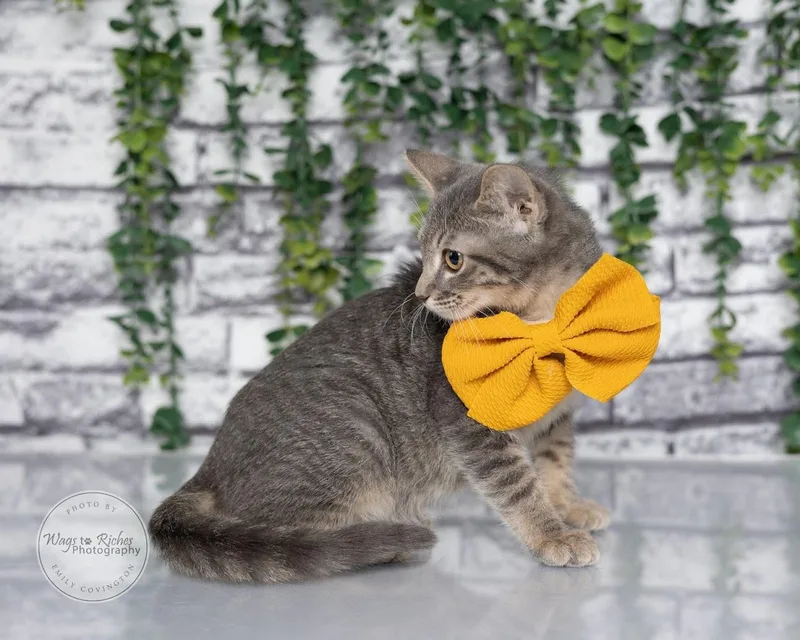 A baby medium-sized female Gray / Blue / Silver Domestic Short Hair cat named Daisy   weeks for adoption in Tuscaloosa, AL