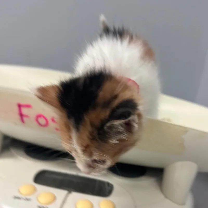 A baby small-sized female Calico Domestic Short Hair cat named Shay for adoption in Columbus, GA