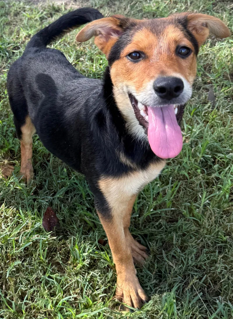A baby medium-sized female German Shepherd Dog dog named Minerva for adoption in Harrison, NY