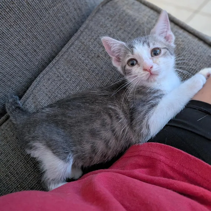 A baby small-sized female White Domestic Short Hair cat named Nube for adoption in West Palm Beach, FL