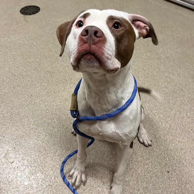 An adult large-sized male White / Cream Pit Bull Terrier dog named Spike for adoption in Bristol, IN