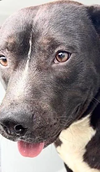 An adult large-sized male Staffordshire Bull Terrier dog named A for adoption in Houston, TX