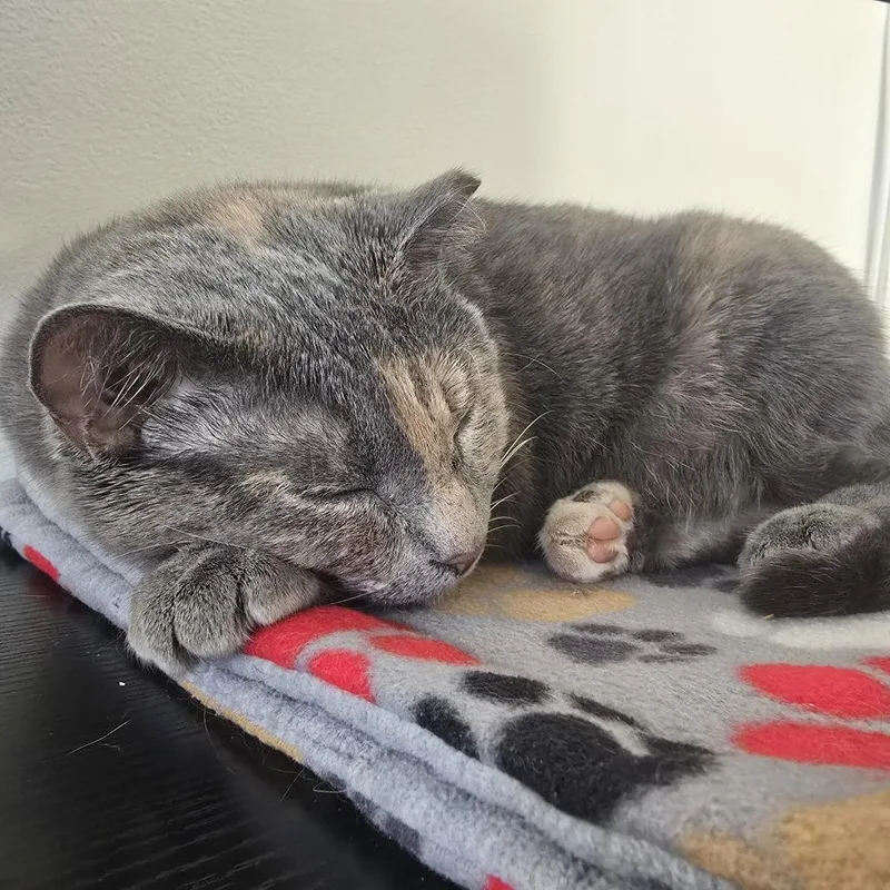 An adult large-sized female Tortoiseshell Domestic Short Hair cat named Mermaid for adoption in Evanston, IL
