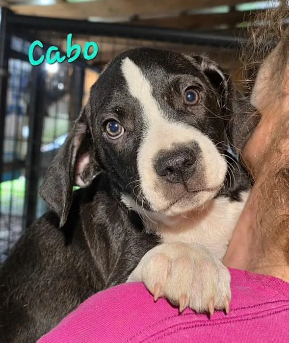 A baby medium-sized male Black Basset Hound dog named Cabo for adoption in Watertown, CT