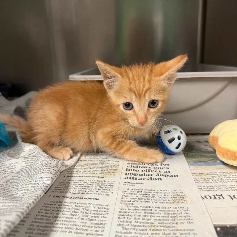 A baby small-sized male Orange / Red Domestic Short Hair cat named Pasilla for adoption in Bryan, TX