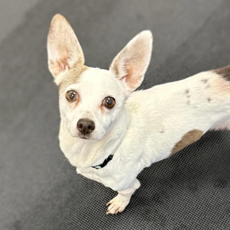 A senior small-sized female White / Cream Mixed Breed dog named Bella for adoption in Wantagh, NY