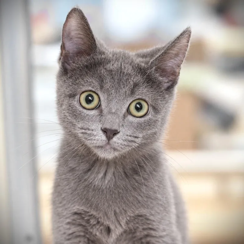 A baby small-sized male Domestic Short Hair cat named John for adoption in Amsterdam, NY