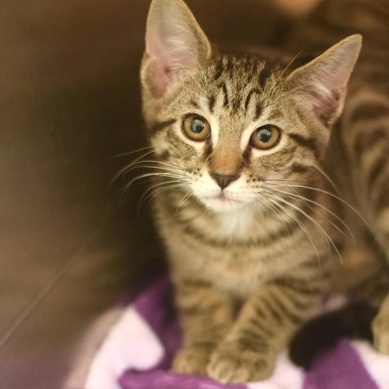 A baby small-sized female Brown / Chocolate Domestic Short Hair cat named Laffy Taffy for adoption in Belleville, IL