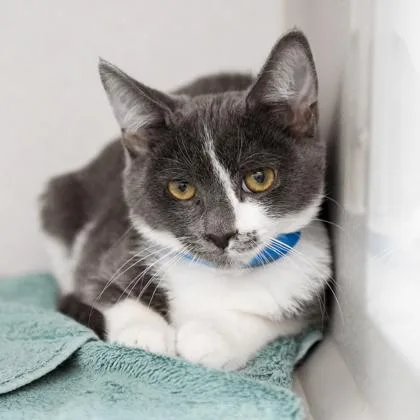 A baby small-sized male White Domestic Short Hair cat named Landon for adoption in Atlanta, GA