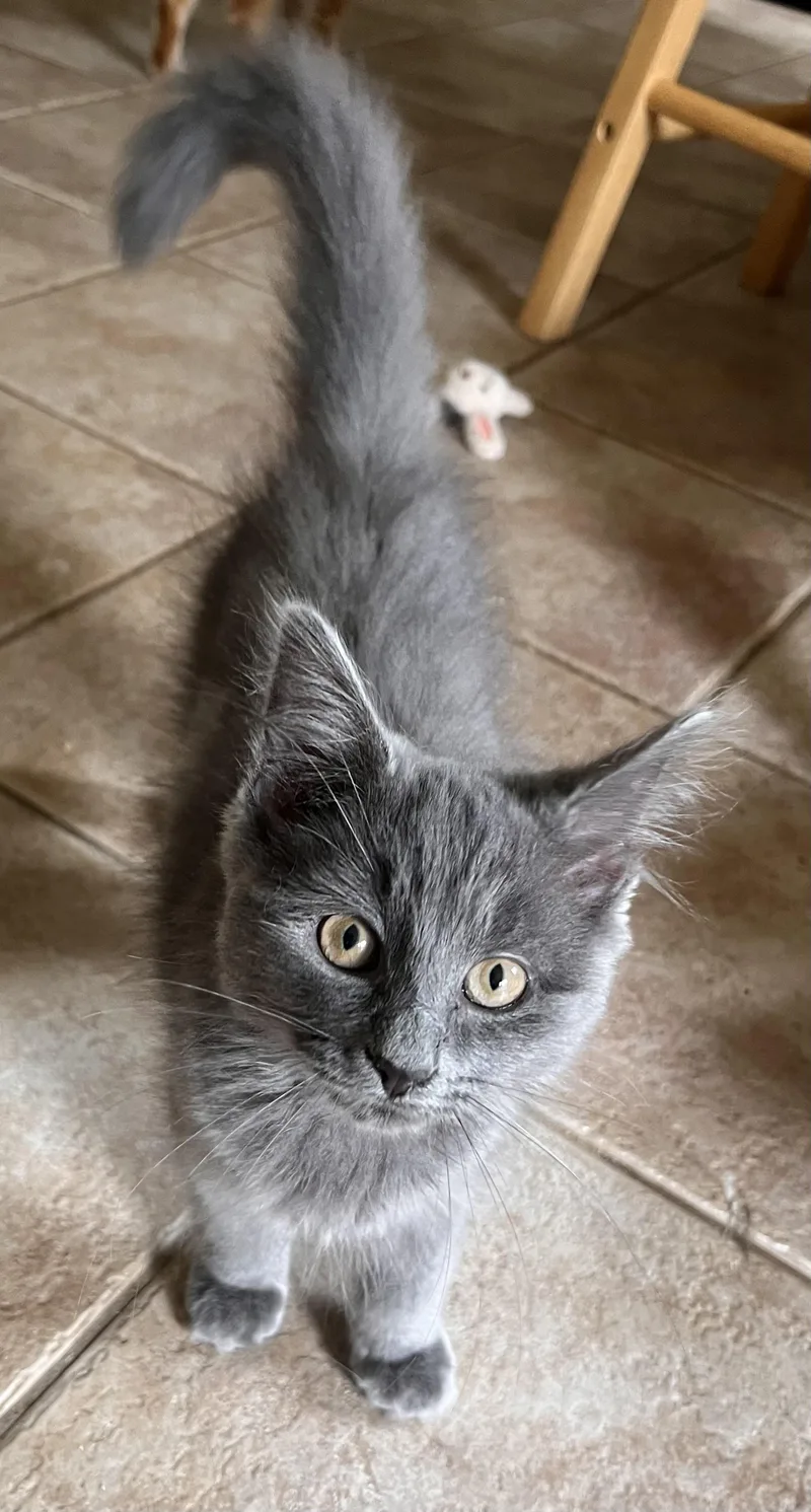 A baby small-sized female Domestic Long Hair cat named Cinderella for adoption in Landenberg, PA