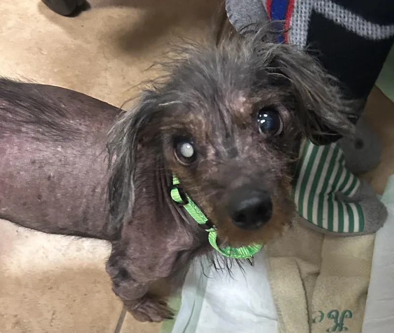 A senior small-sized male Black Chinese Crested Dog dog named Naked Max for adoption in Oak Ridge, NJ